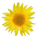 Tournesol.png